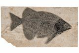 Impressive, Fish Fossil (Phareodus) - Wyoming #211170-1
